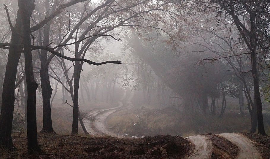 Foto von einem Weg im Nebel