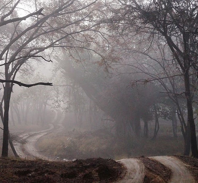 Foto von einem Weg im Nebel
